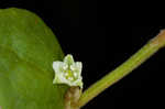 Climbing false buckwheat